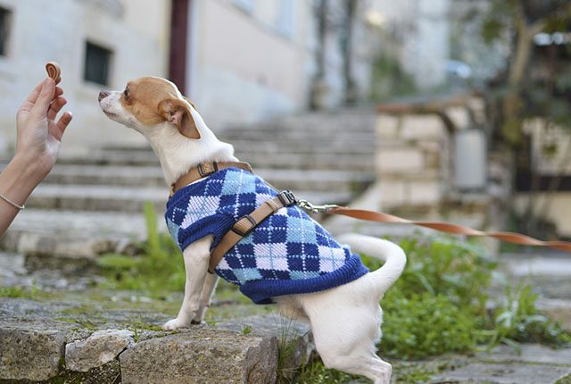 dog-puppy-animal-2583282